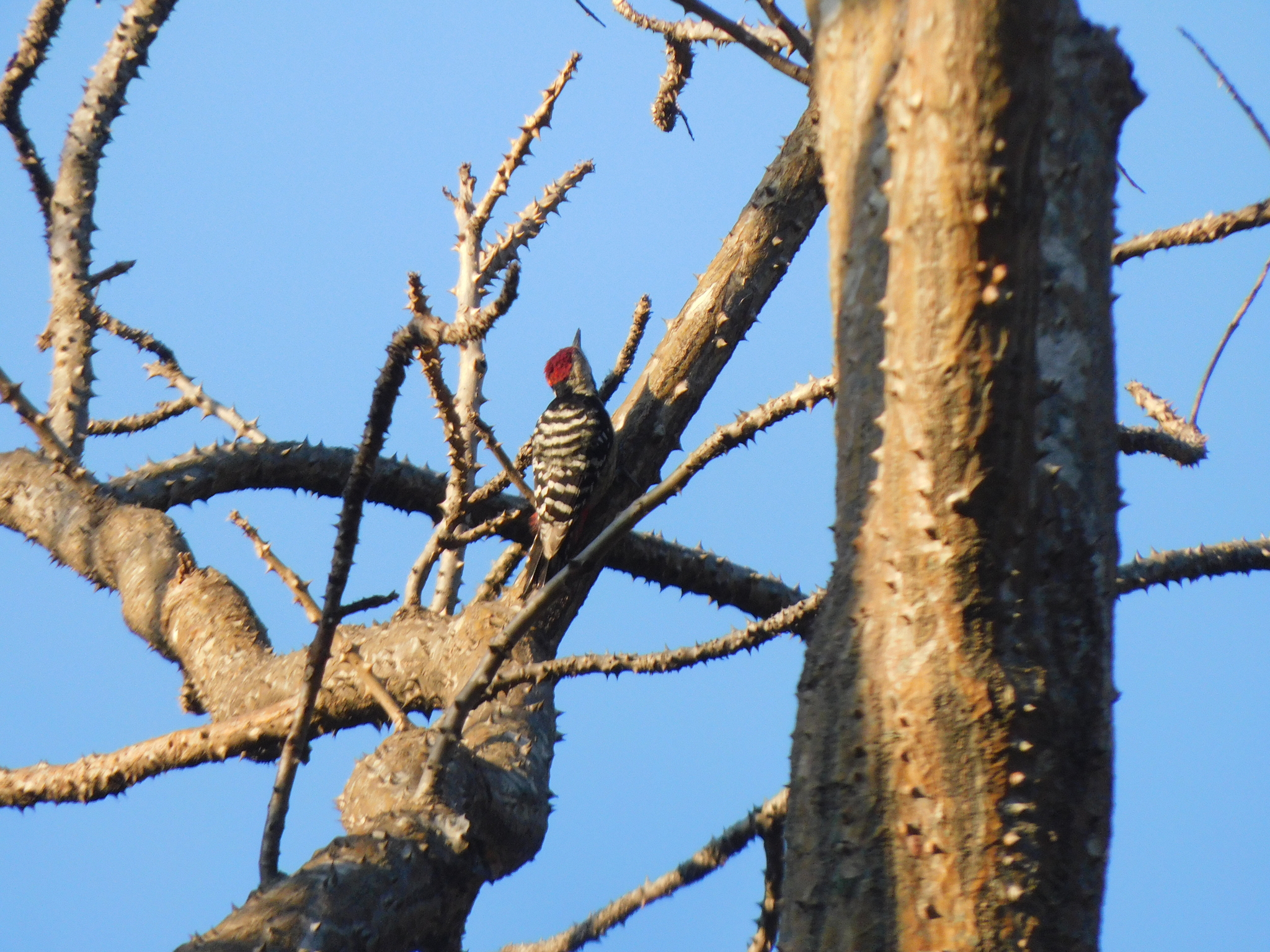 Fulvous-breasted Woodpecker (Dendrocopos macei), photo 2