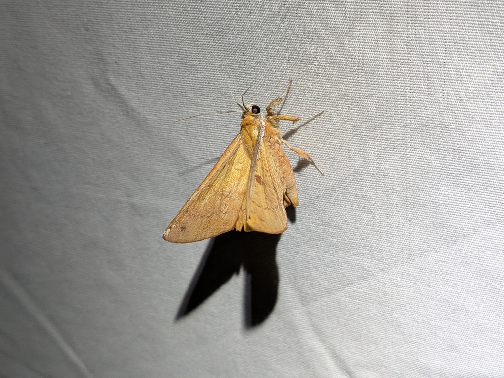Bematha extensa (Bematha extensa)