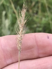 Setaria sphacelata torta