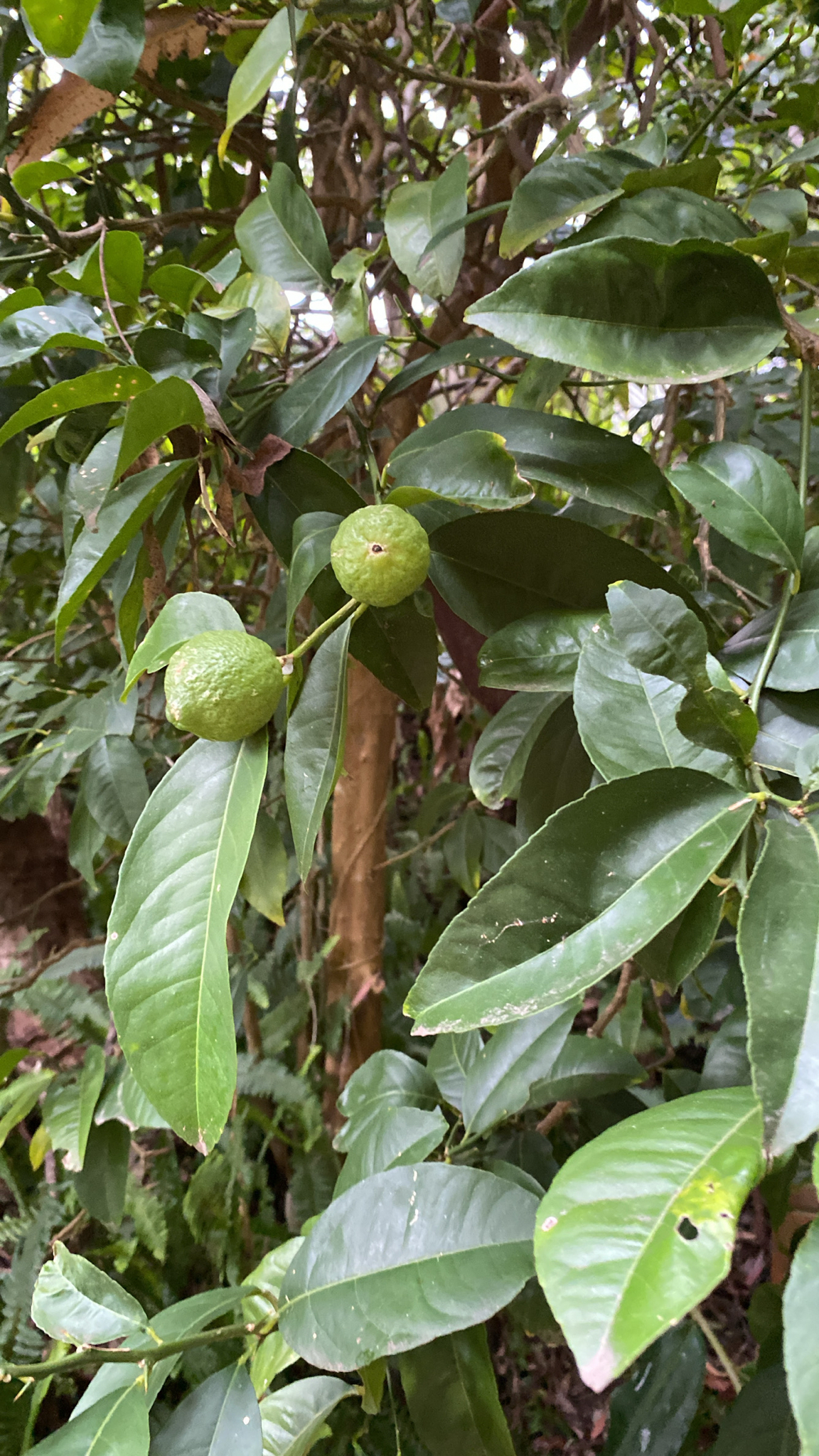 Citrus Tree - Slide 5