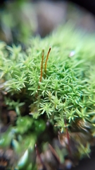 Pseudocrossidium revolutum