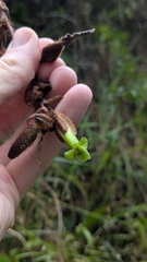 Puya cochabambensis