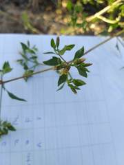 Austrobrickellia patens