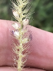 Setaria sphacelata torta