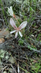 Pelargonium carneum