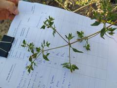 Austrobrickellia patens