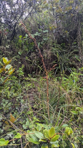 Puya cochabambensis, photograph 4