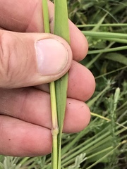 Setaria sphacelata torta