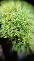 Pseudocrossidium revolutum