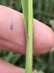 Setaria sphacelata torta