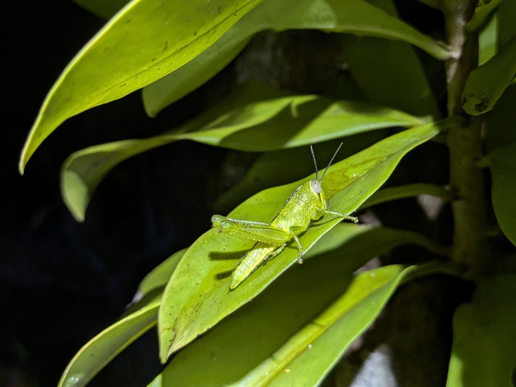 Belalang Kayu (Valanga nigricornis)