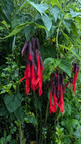 Salvia dombeyi, photograph 4