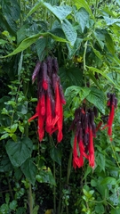 (c) Thibaud Aronson, some rights reserved (CC BY-SA) Salvia dombeyi, photograph (c) Thibaud Aronson, some rights reserved (CC BY-SA)