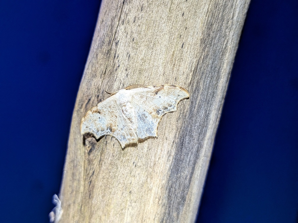 Strepsigonia affinis (Strepsigonia affinis)