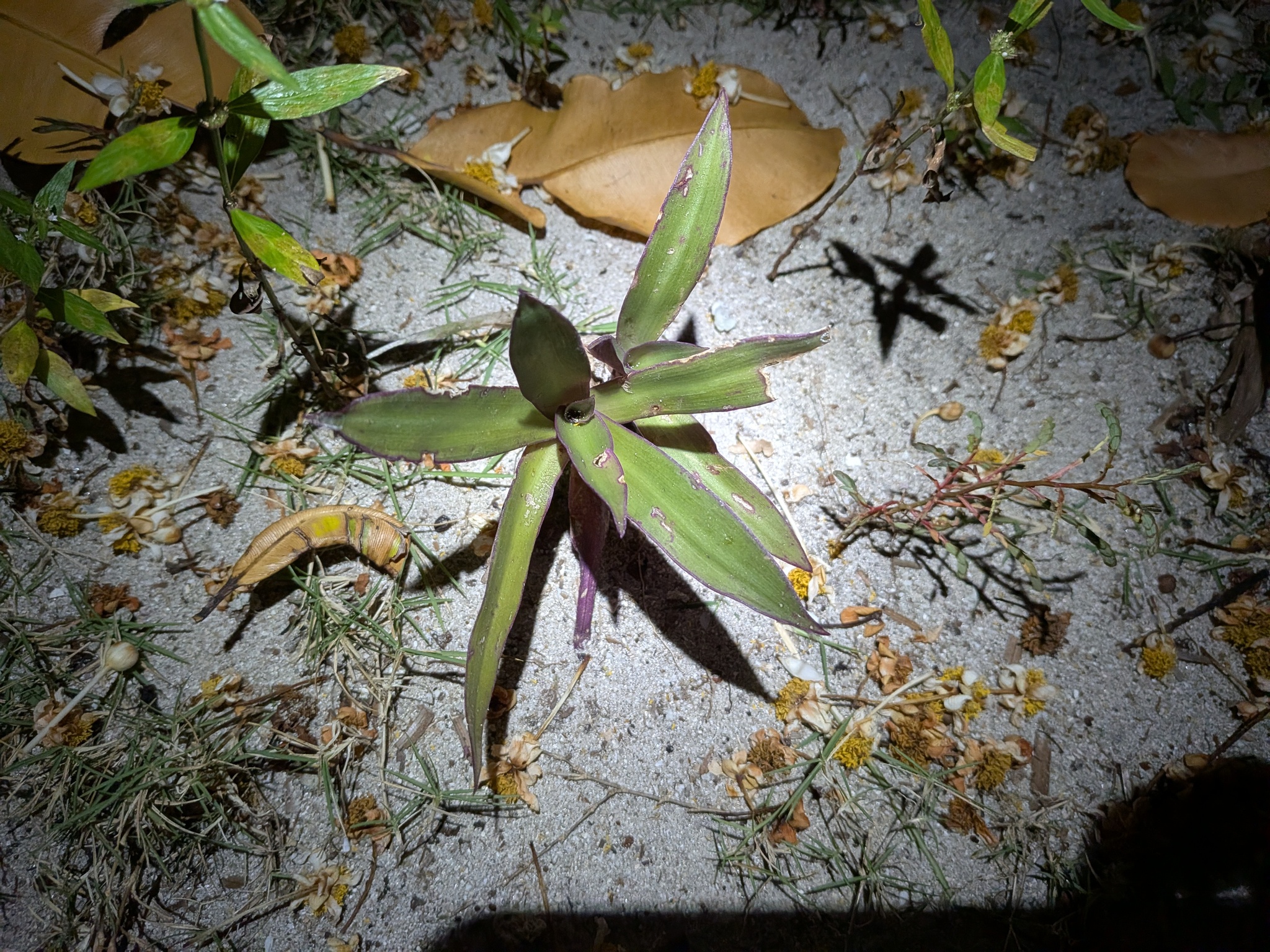 Imagem de Abacaxi-roxo