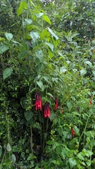 (c) Thibaud Aronson, some rights reserved (CC BY-SA) Salvia dombeyi, photograph (c) Thibaud Aronson, some rights reserved (CC BY-SA)
