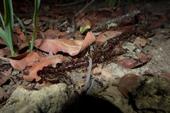 Myriopholis longicauda