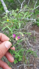 Polygala pubiflora