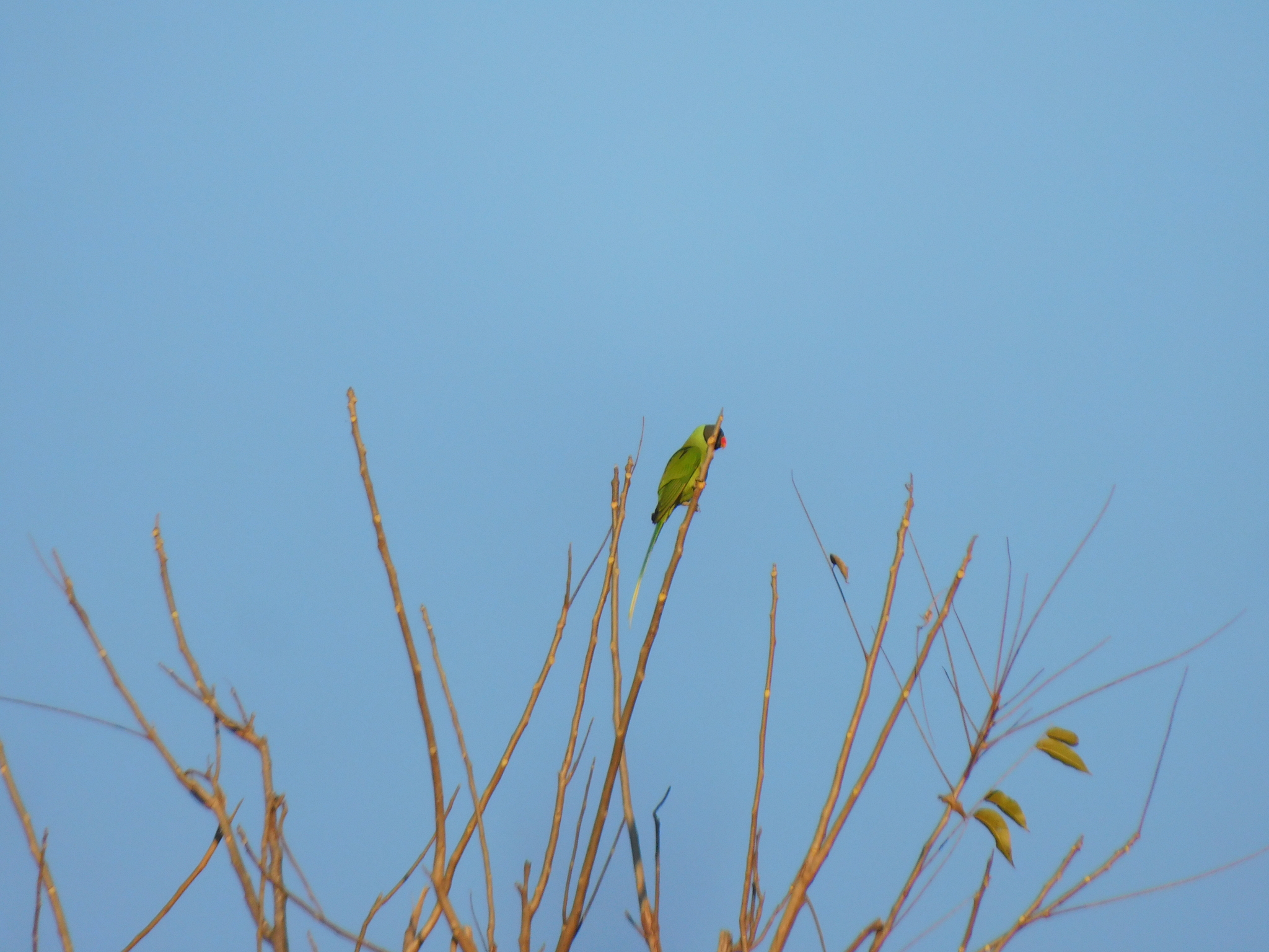 Slaty-headed Parakeet (Psittacula himalayana), photo 3