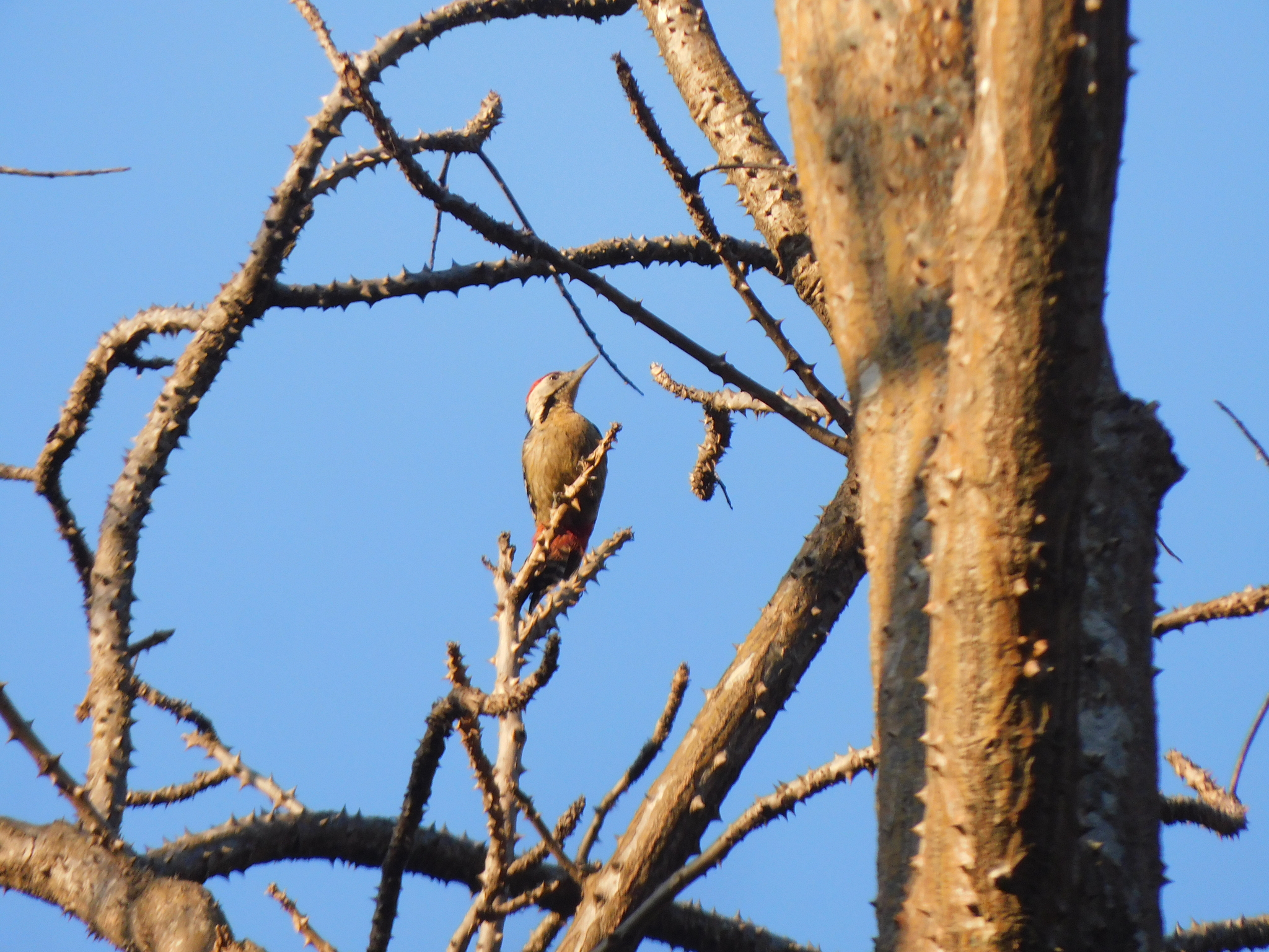 Fulvous-breasted Woodpecker (Dendrocopos macei), photo 5