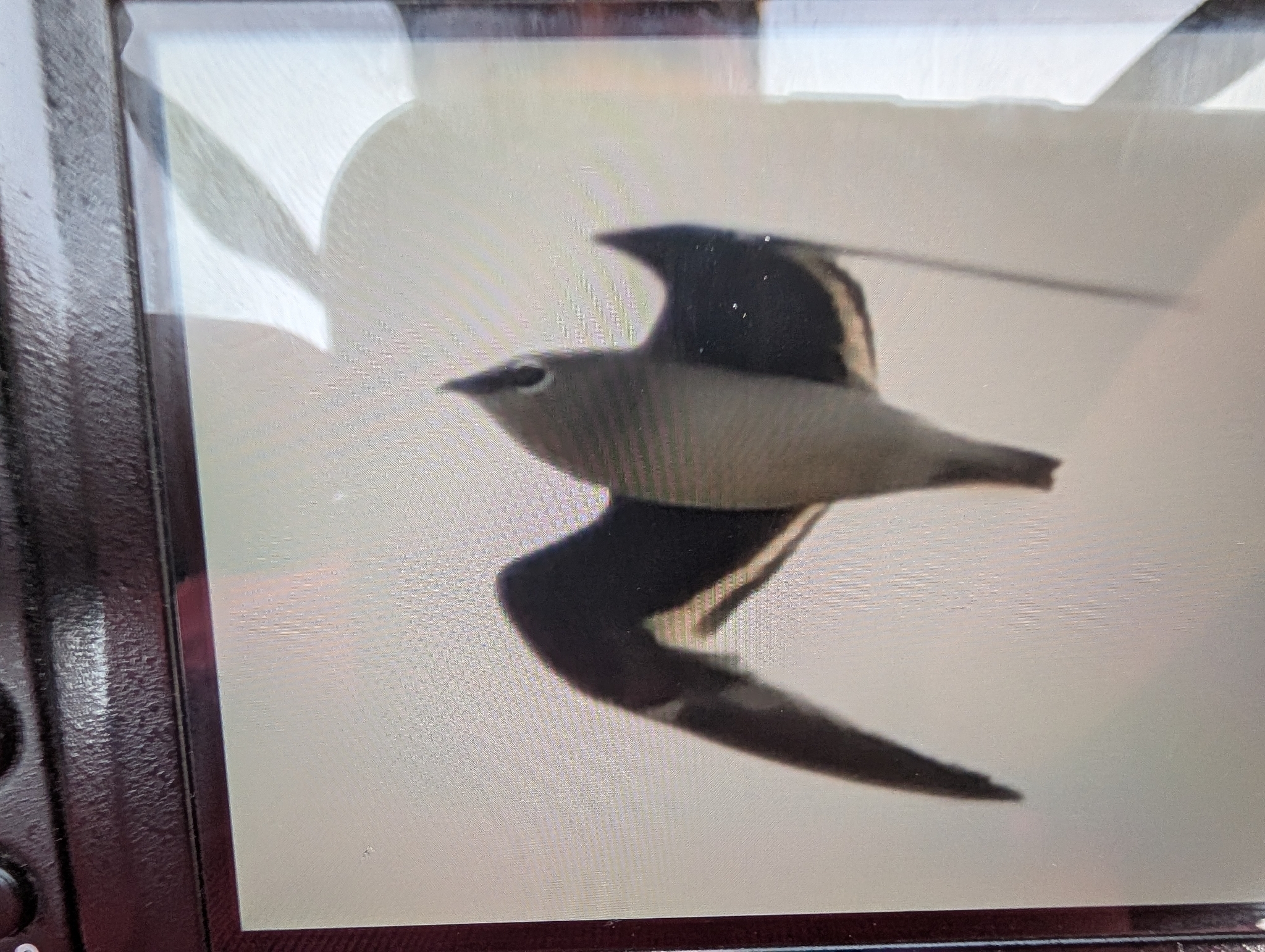 Small Pratincole (Glareola lactea), photo 1