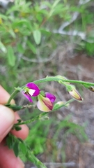 Polygala pubiflora
