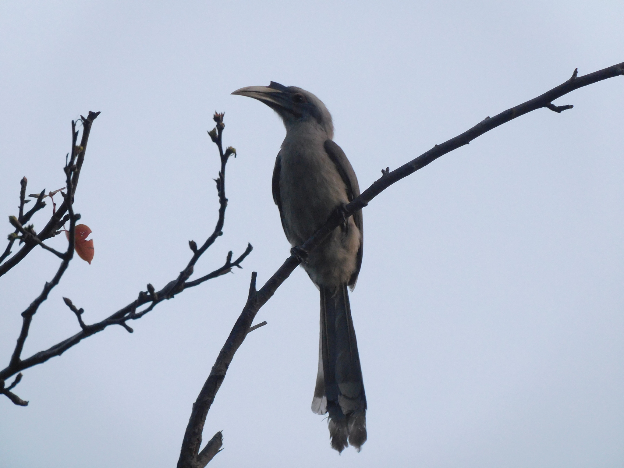 Indian Grey Hornbill (Ocyceros birostris), photo 8