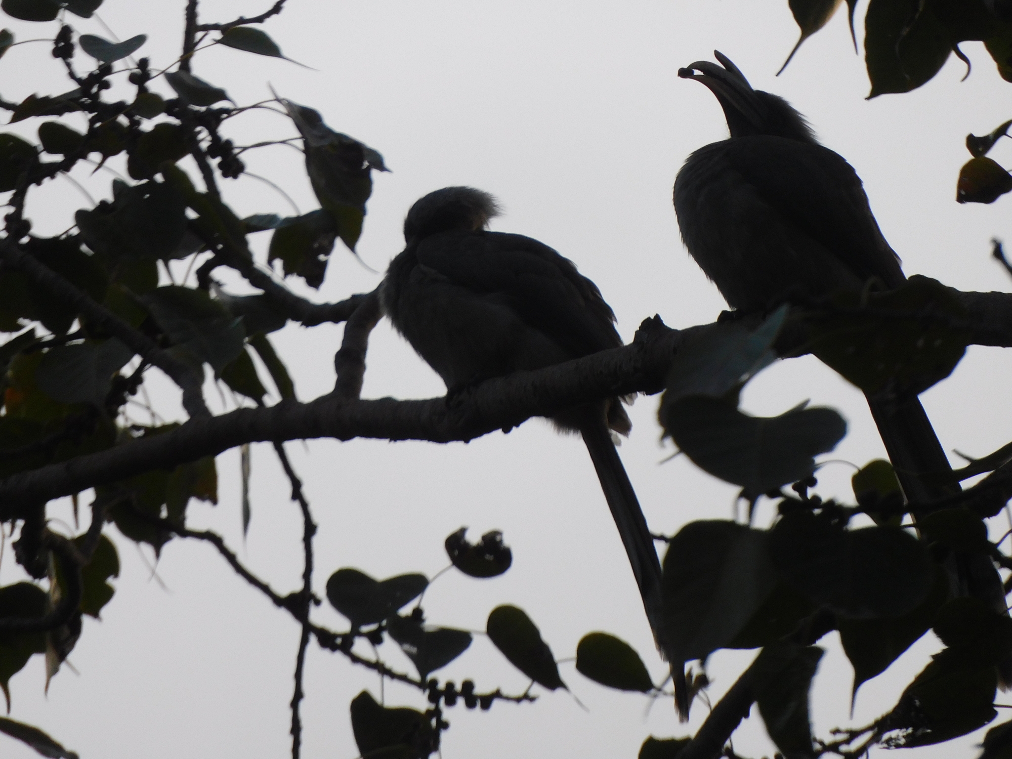 Indian Grey Hornbill (Ocyceros birostris), photo 7
