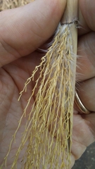 Miscanthus floridulus