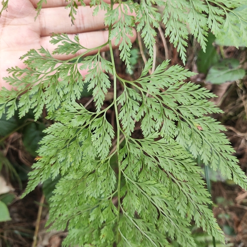 Onychium lucidum