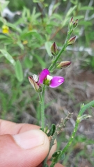 Polygala pubiflora