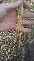 Miscanthus floridulus