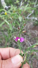 Polygala pubiflora