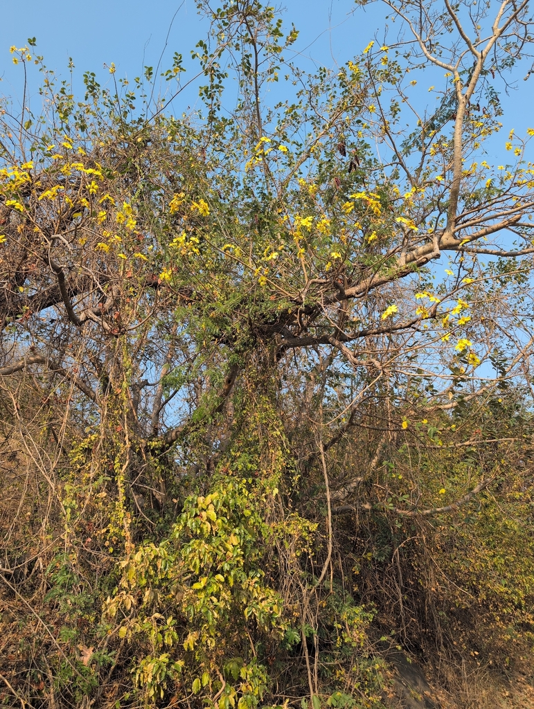 cây mai hoa đăng – Cochlospermum religiosum