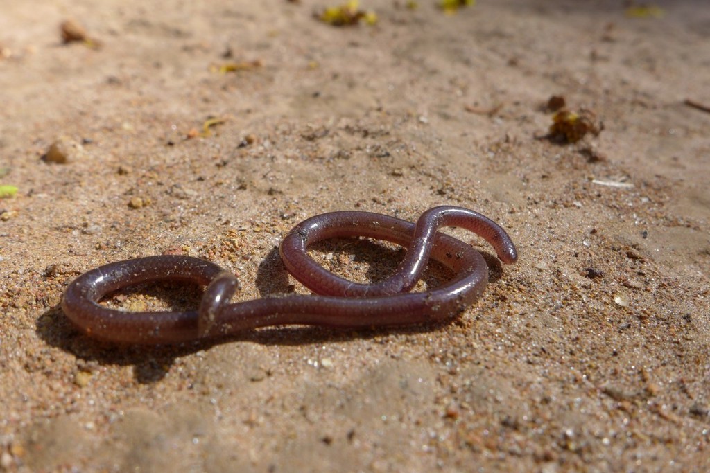 Shaba Thread Snake