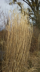 Miscanthus floridulus