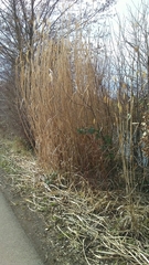 Miscanthus floridulus