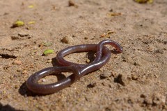 Myriopholis longicauda