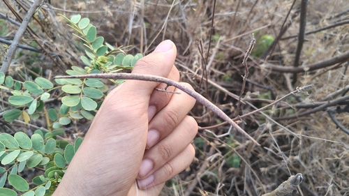 Ceropegia bulbosa