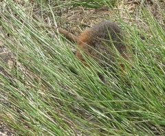 Monodelphis scalops