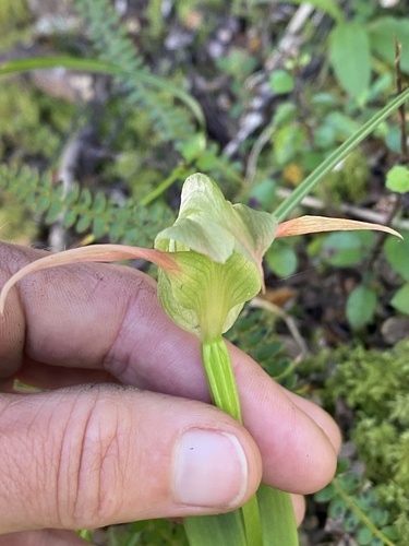 Pterostylis australis observed 2026-02-07