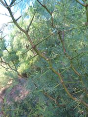Prosopis flexuosa