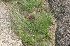 Monodelphis scalops