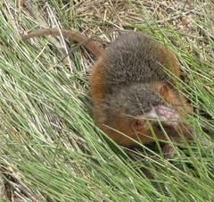 Monodelphis scalops