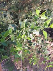 Austrobrickellia patens