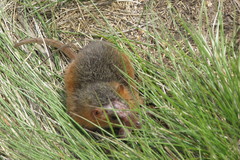 Monodelphis scalops