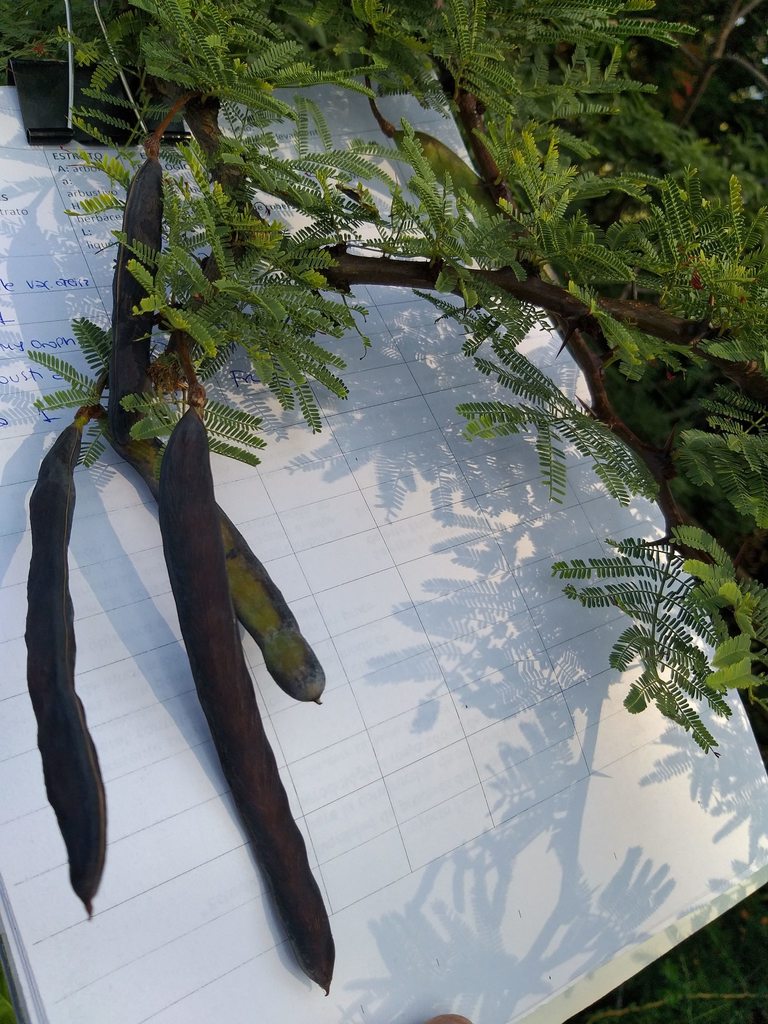 Vachellia astringens