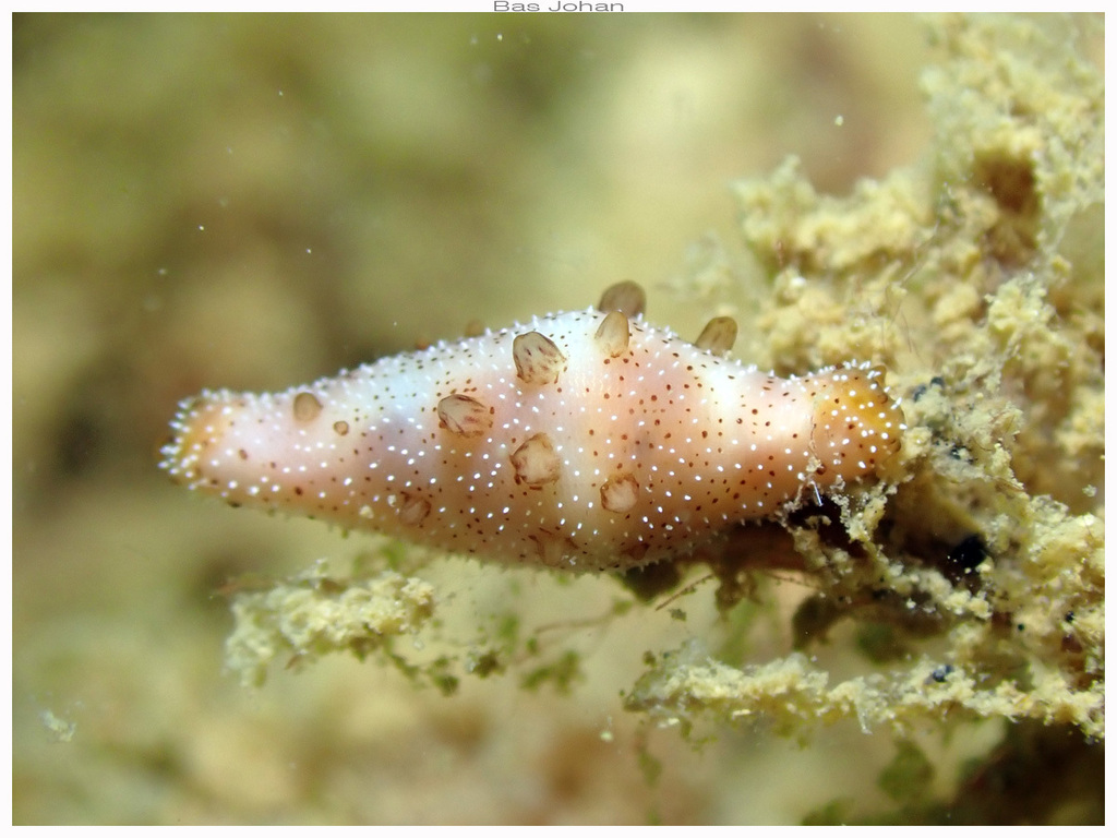 Crenavolva marmorata