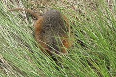 Monodelphis scalops