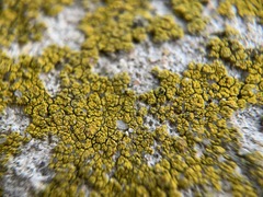 Flavoplaca flavocitrina